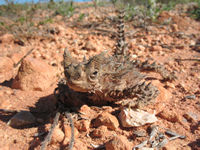A chance encounter with a Thorny Devil en route to Exmouth